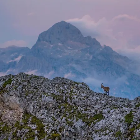 Mavrica Bled, Quiet Location, With A View Of The Apartma Bled